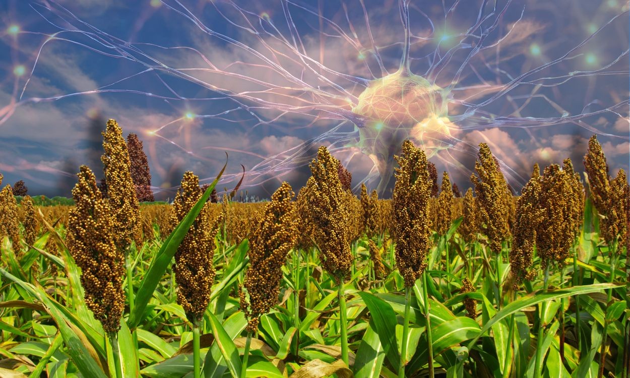 Plantas têm memória? Entenda o que diz pesquisa recente da Unesp