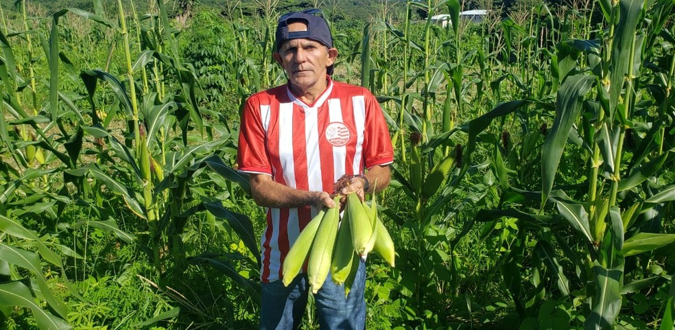 COLHEITA FELIZ: JOGANDO GRÁTIS E COLHENDO MINHA PLANTAÇÃO DE MILHO! 