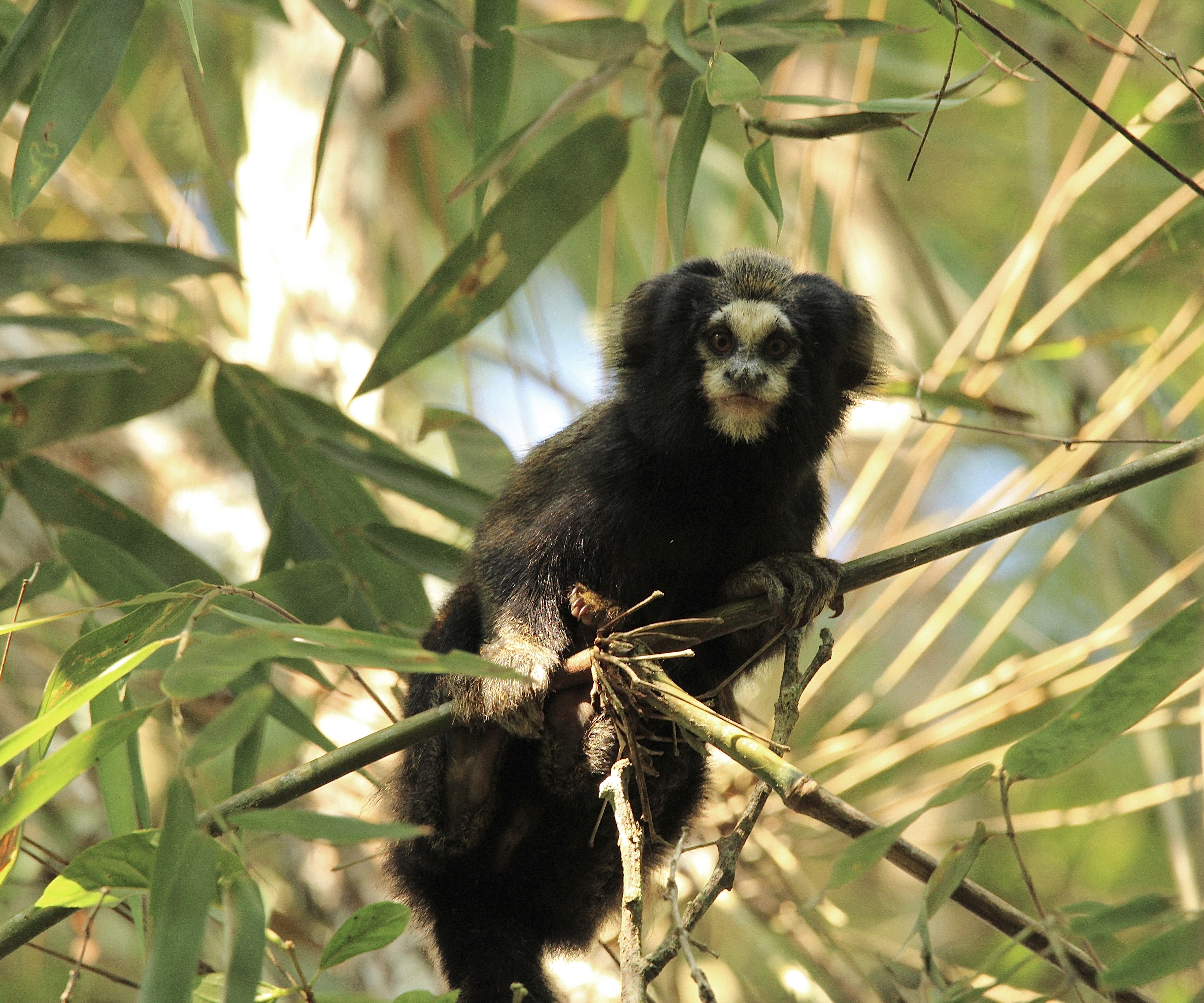 Koyu saçlı marmoset veya kafatası şeklindeki marmoset (Callithrix aurita) — Fotoğraf: Carol Ferreira