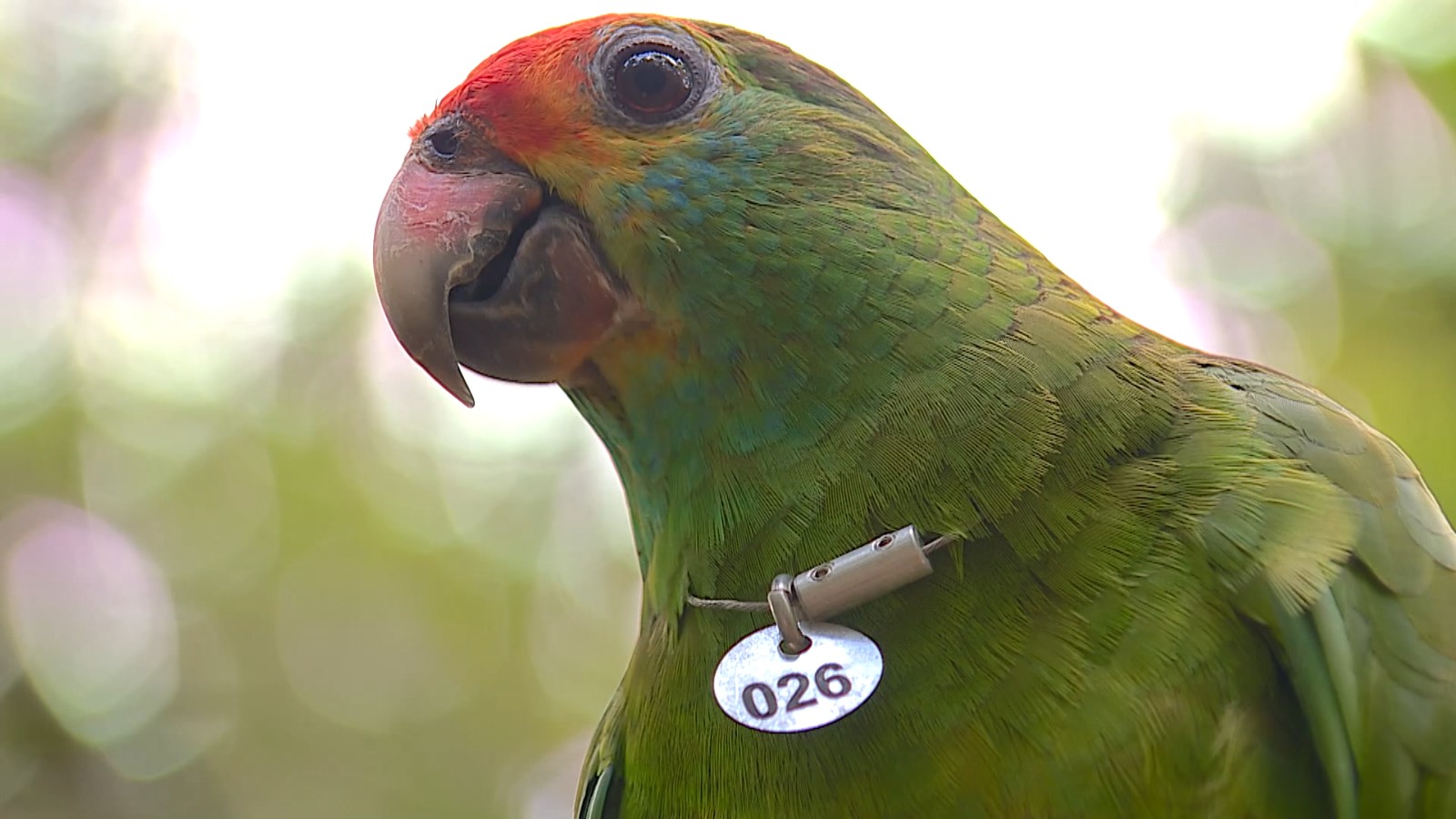 COP 30: Terra da Gente se prepara para acompanhar a maior conferência do clima do planeta