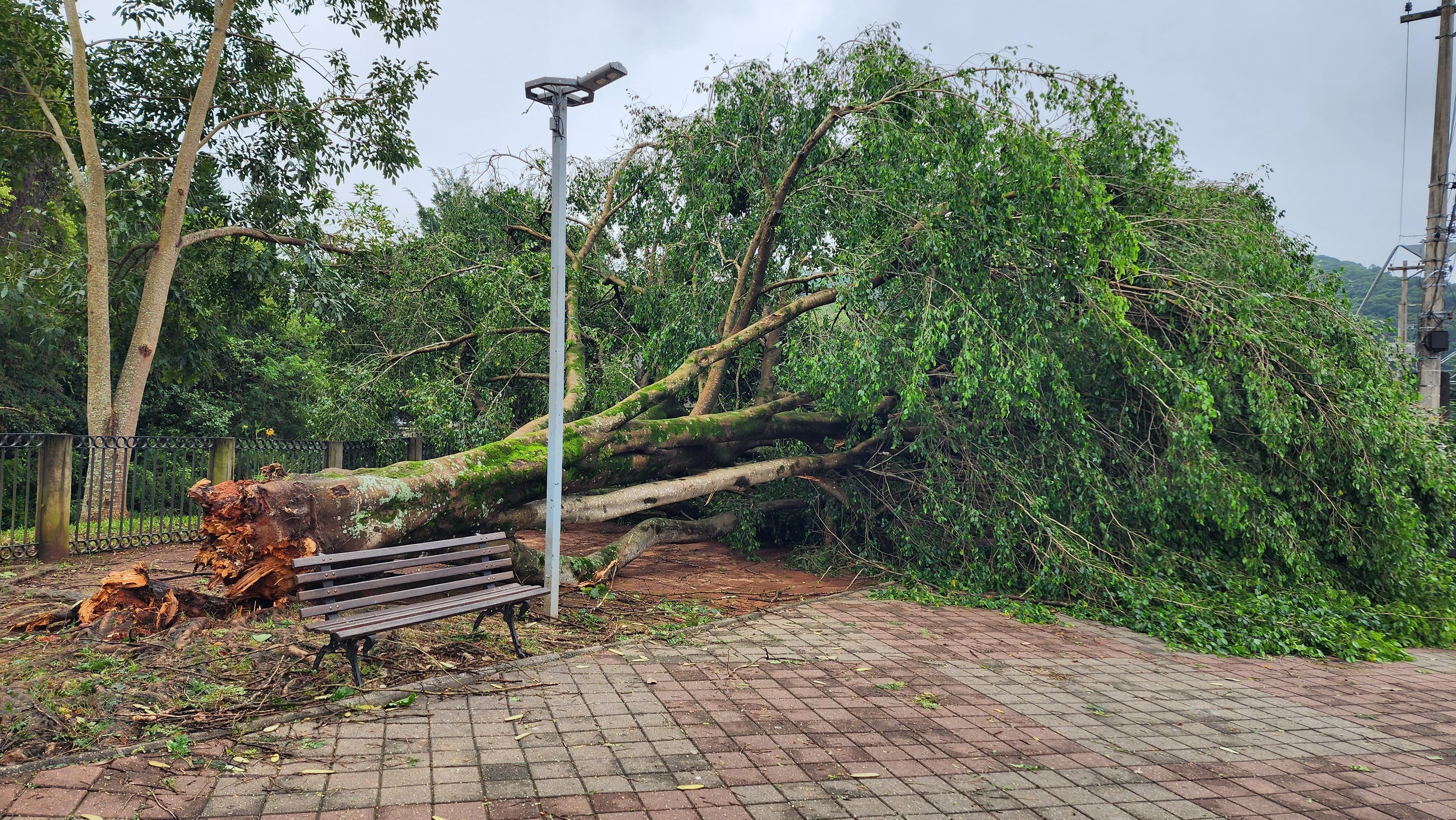 Árvores caem em diversos pontos de Guararema durante forte chuva