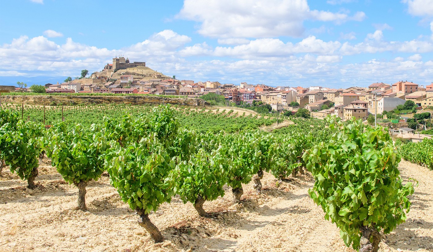 A uva do tempo: como a Tempranillo ensina que maturar é um luxo