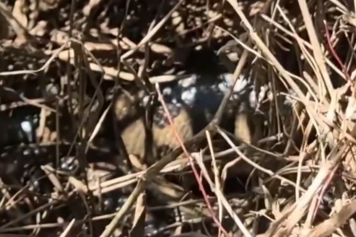 Pescador flagra sucuri gigante camuflada e leva susto com reação inesperada; veja vídeo