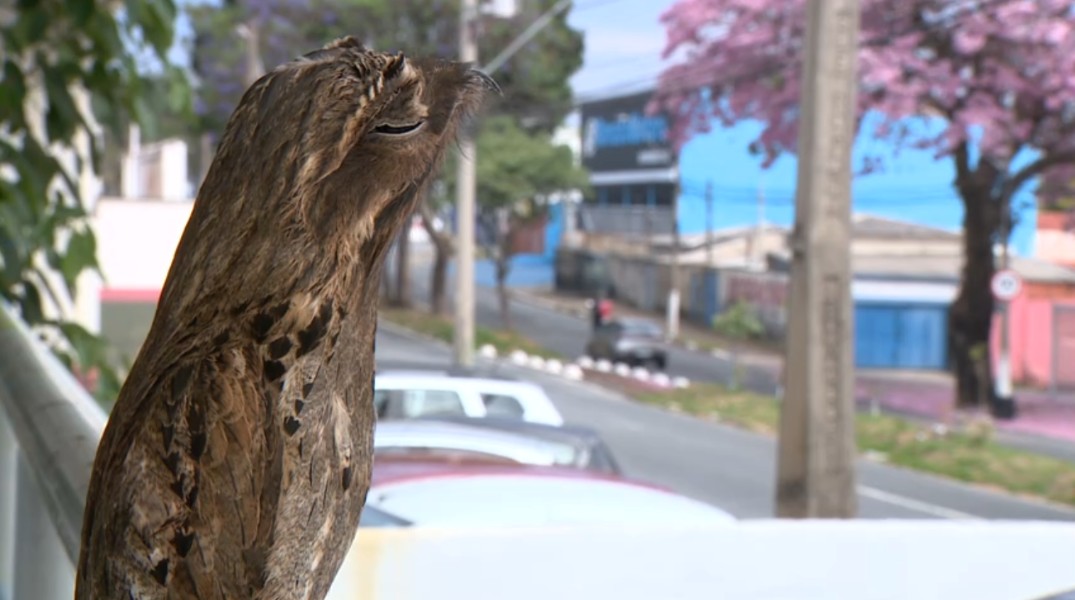 'Deu a louca' no urutau? Espécie chama atenção por comportamento em avenida de Campinas