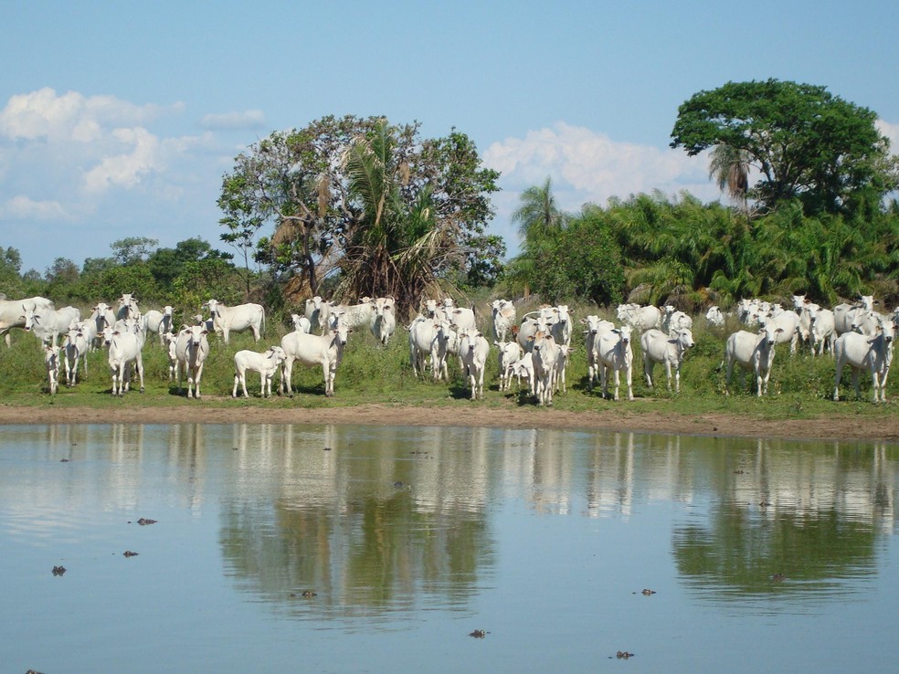 O gado se alimenta de pastagem sem agrotóxicos.  — Foto: Raquel Brunelli - Embrapa/ Reprodução