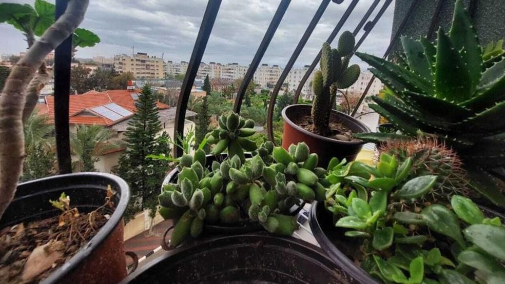 Nashwa sente muita falta das plantas que cultivava com afeto na janela do apartamento — Foto: NASHWA REZEQ