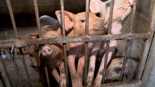 Curral sustentável: dejetos de animais se transformam em fertilizantes, energia e gás de cozinha no ES - Biodigestor mistura esterco e água. Dentro do sistema, ocorre a fermentação da matéria orgânica, que resulta em biofertilizante e biogás, que é canalizado direto para o fogão das residências.