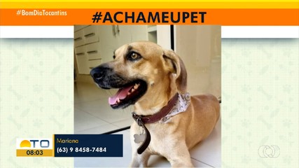 Tutora pede ajuda para encontrar cachorro que sumiu em Palmas