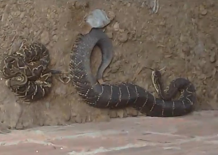 VÍDEO: cobras cascavéis são capturadas em quintal de casa em Rio Claro