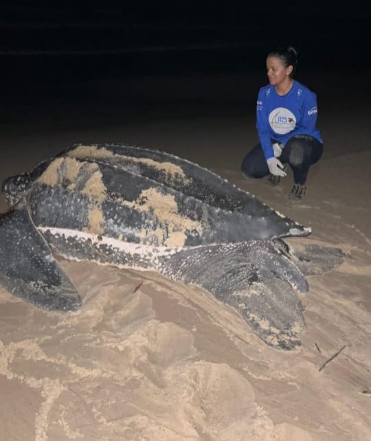 Biólogos registram passagem de tartaruga gigante na praia de Pedra do Sal, no PI; espécie corre risco de extinção