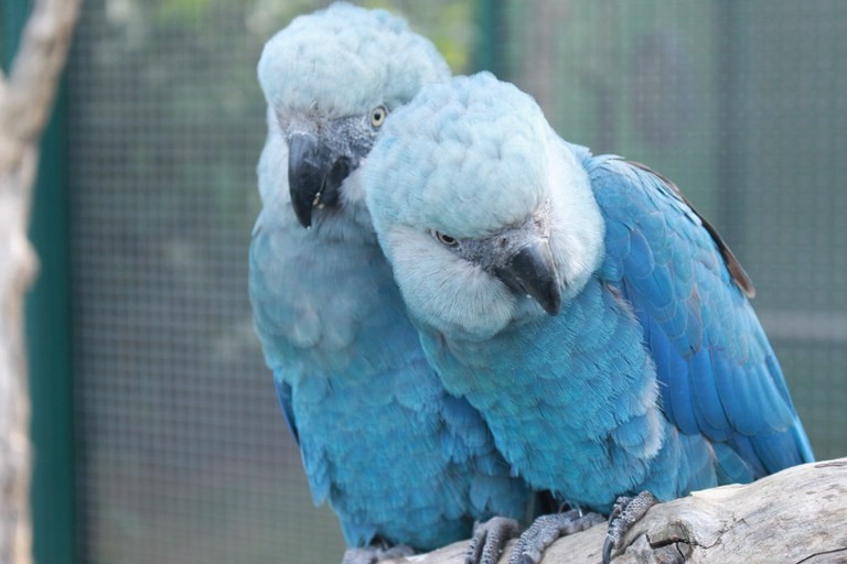 Todas ararinhas-azuis que estavam em vida livre na Bahia testaram positivo para vírus letal, afirma ICMBio
