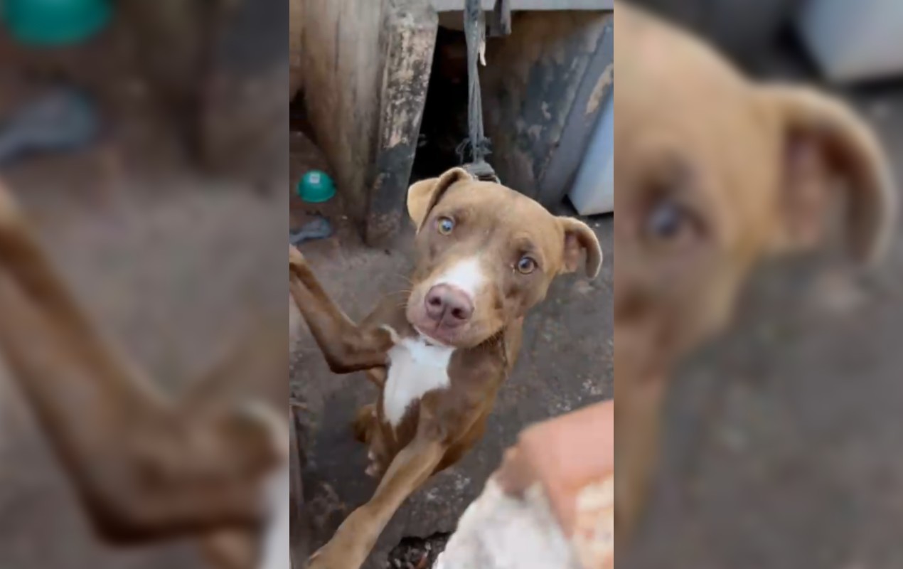 Cães amarrados com cintos e impedidos até de deitar são resgatados em Lençóis Paulista; tutor é preso