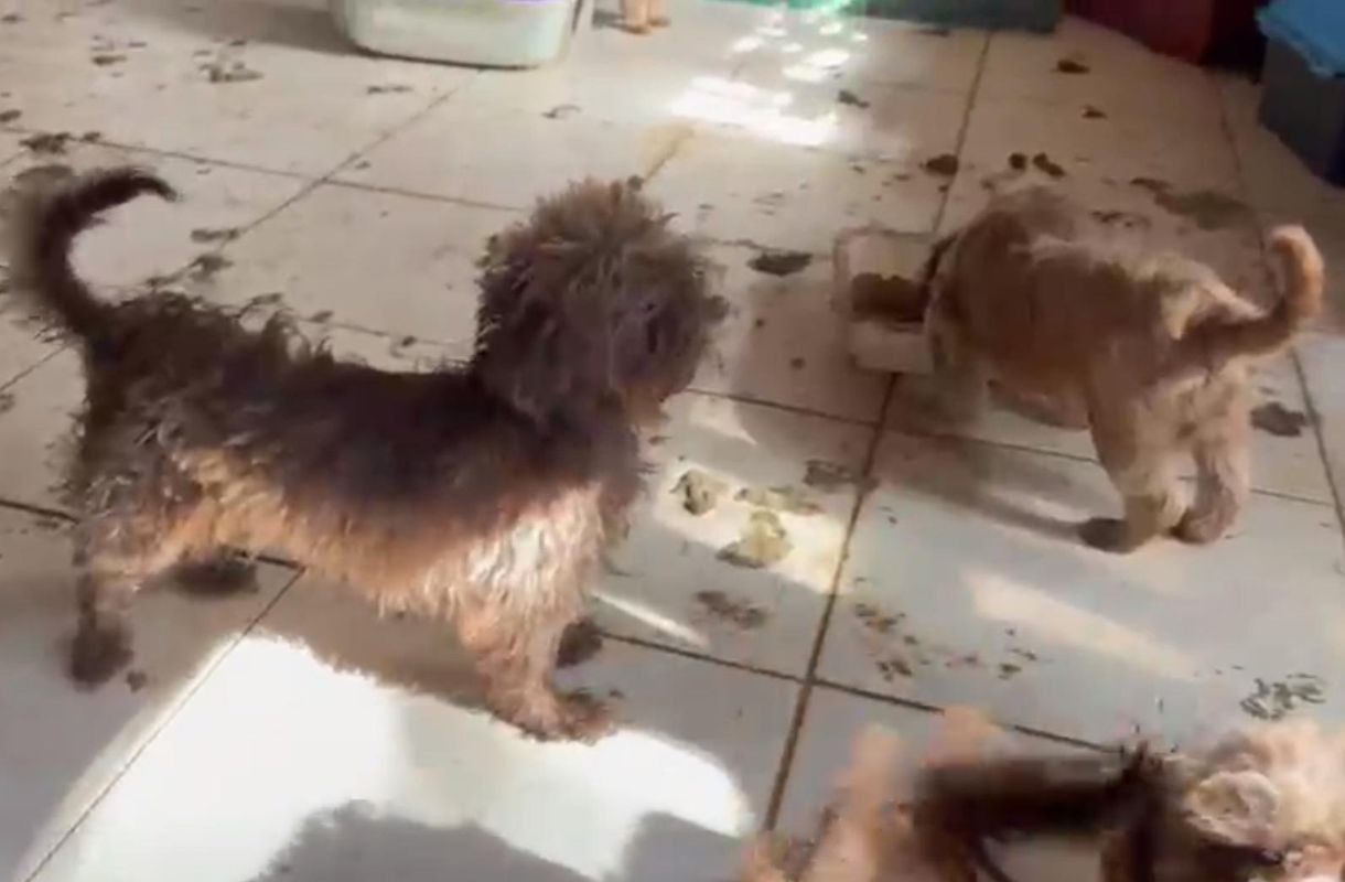 Cerca de 80 cães são resgatados de canil clandestino no Paraná e médica veterinária é presa por maus-tratos