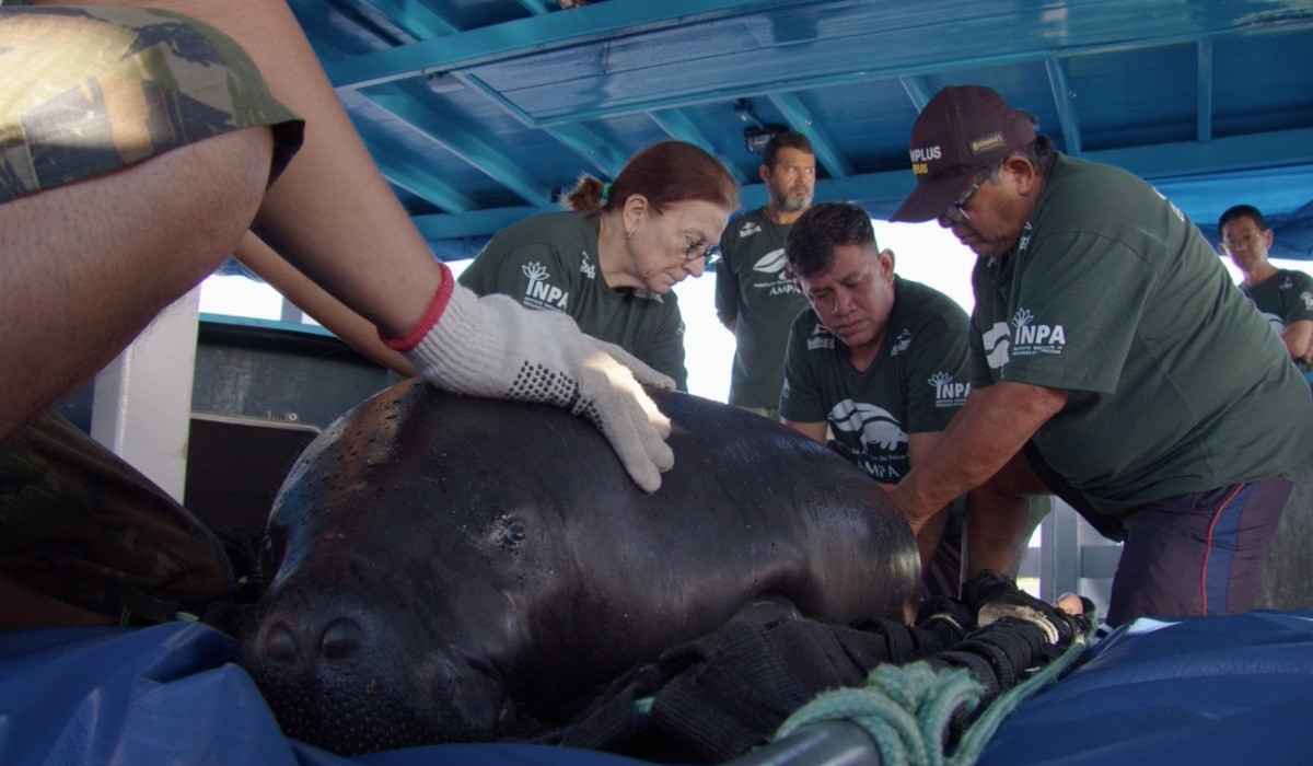 Peixes-bois voltam à natureza após reabilitação de até dez anos no Amazonas
