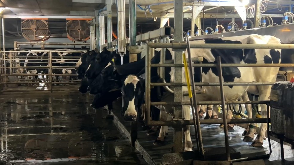 Boa gestão da água ajuda a manter produtividade na pecuária leiteira — Foto: Reprodução/Nosso Campo