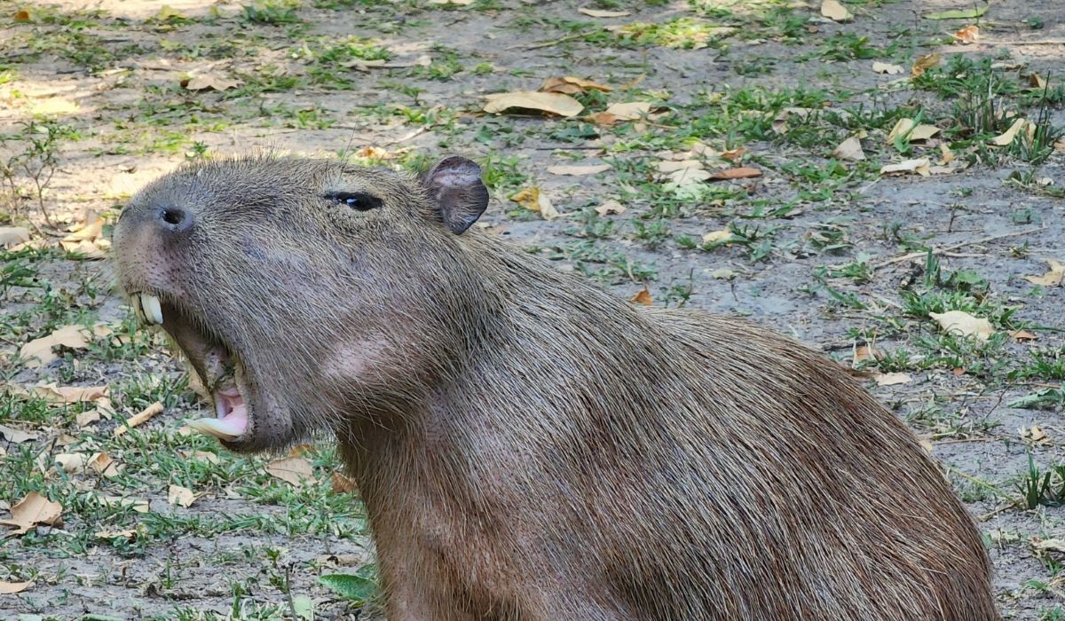Dicionário da capivara: pesquisa traduz 10 sons usados pelo maior roedor do mundo; veja alguns