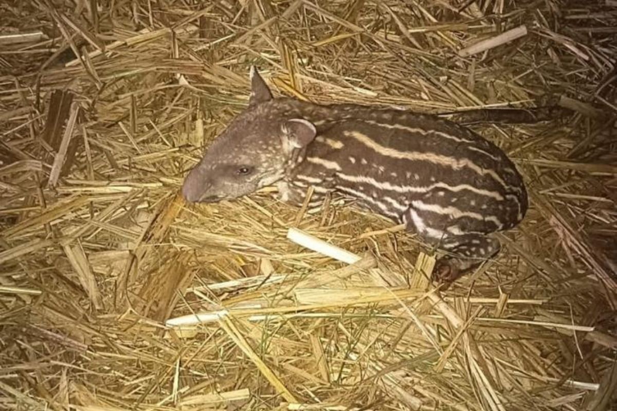 VÍDEO: filhote de anta é resgatado após ser encontrado ferido em canavial no interior de SP