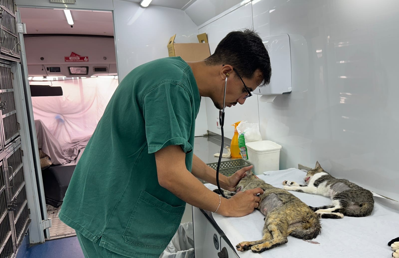 Animais podem ser castrados de forma gratuita em Piracicaba; veja como