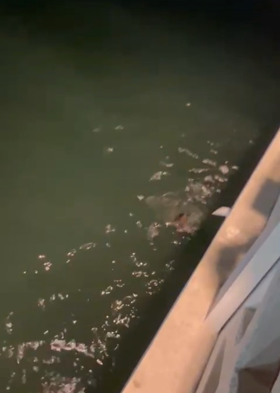 Dono de barraca salva três jovens de afogamento após trio pular da Ponte dos Ingleses; veja vídeo