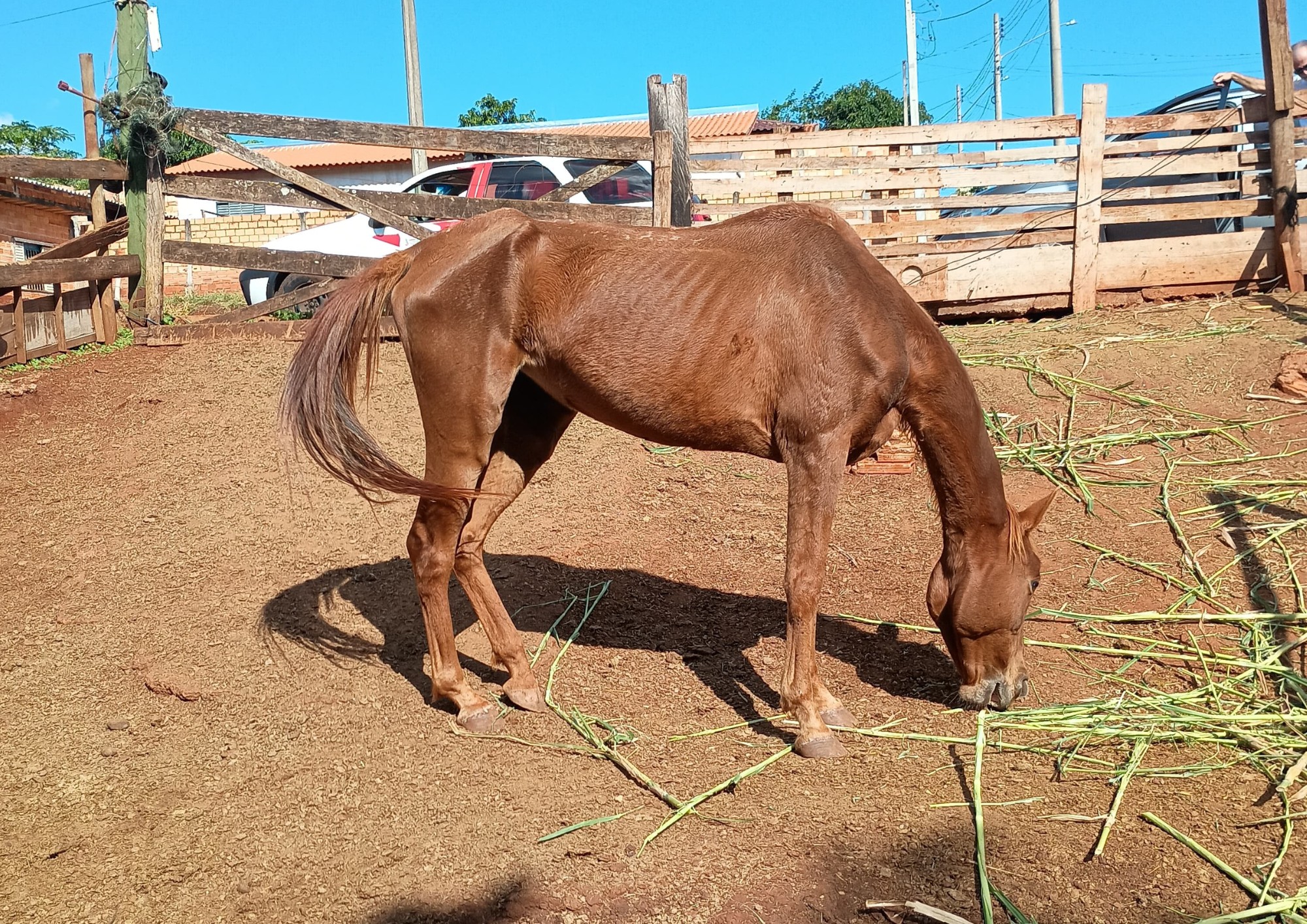 Cavalos são resgatados em sítio de Arandu; polícia investiga maus-tratos