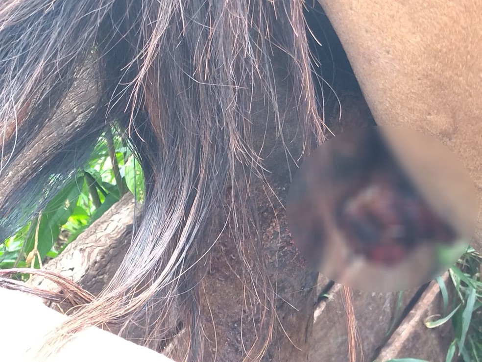 Cavalo foi vítima de maus-tratos após castração irregular em Teodoro Sampaio (SP) — Foto: Polícia Militar Ambiental