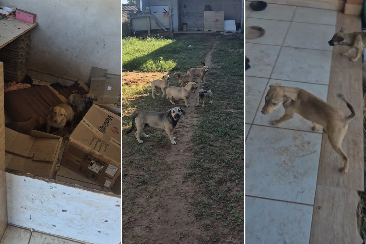 Homem foge após briga, abandona 16 cães e Polícia Civil resgata animais no interior de SP