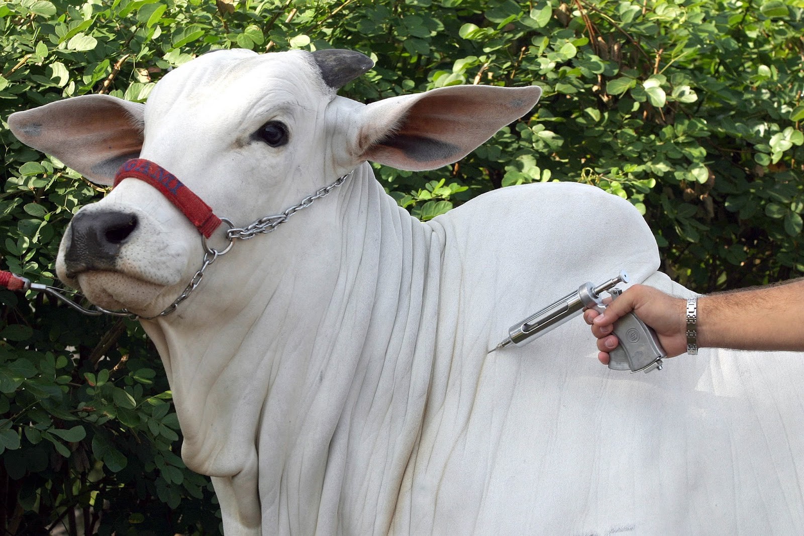 MT confirma o 22º caso de raiva bovina em propriedade rural de MT