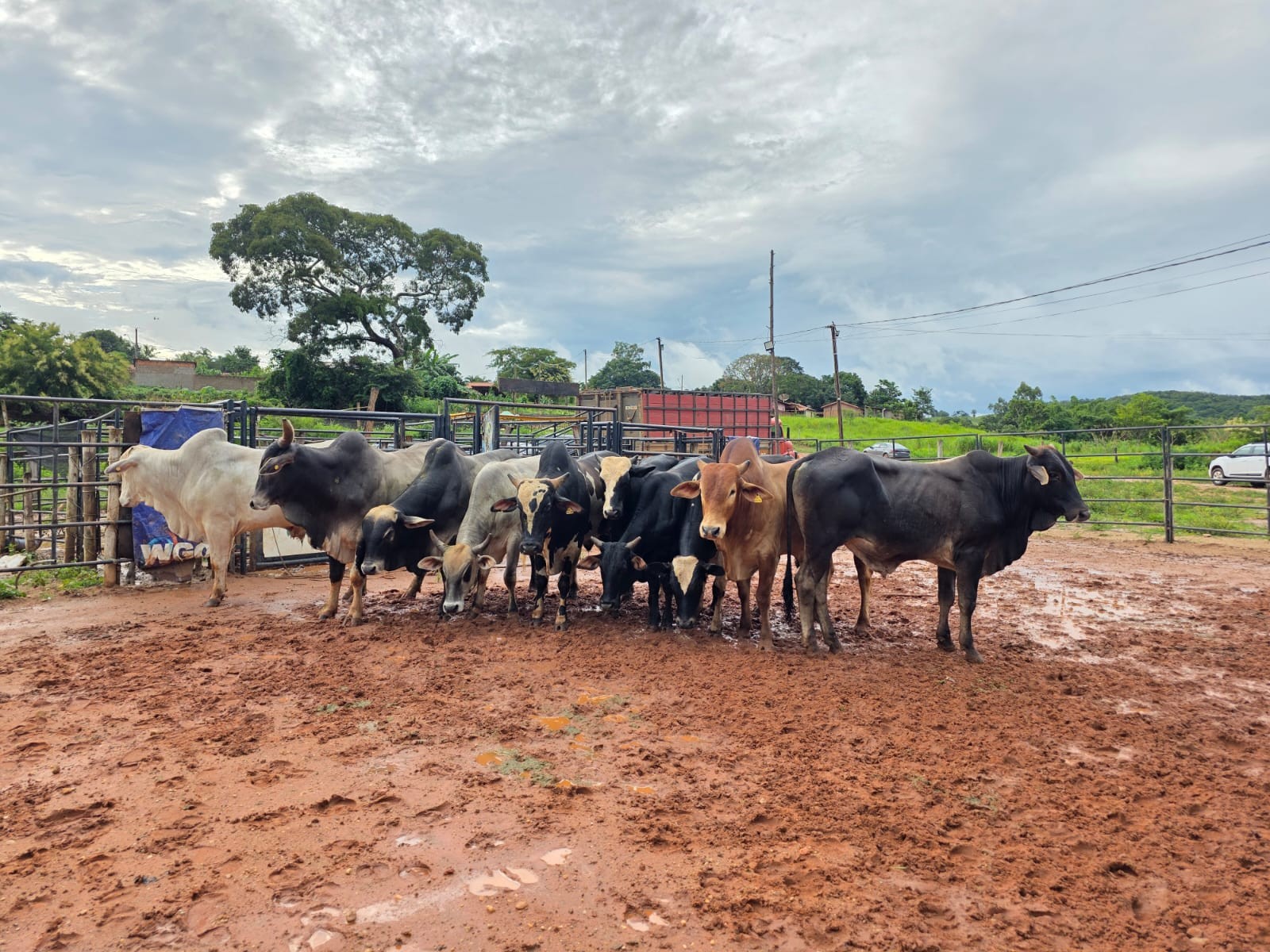 Após furto de gado avaliado em mais de R$ 600 mil, polícia descobre que animais seriam levados para rodeio e abate em MG