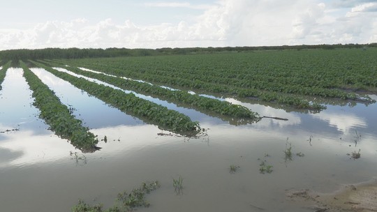 Agricultores de melão enfrentam safras com fortes chuvas e alagamento de plantações - Programa: Bahia Rural 