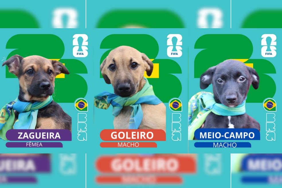 ‘Cãovocação’: canil de Presidente Epitácio lança campanha de adoção — Foto: Reprodução/Prefeitura de Presidente Epitácio