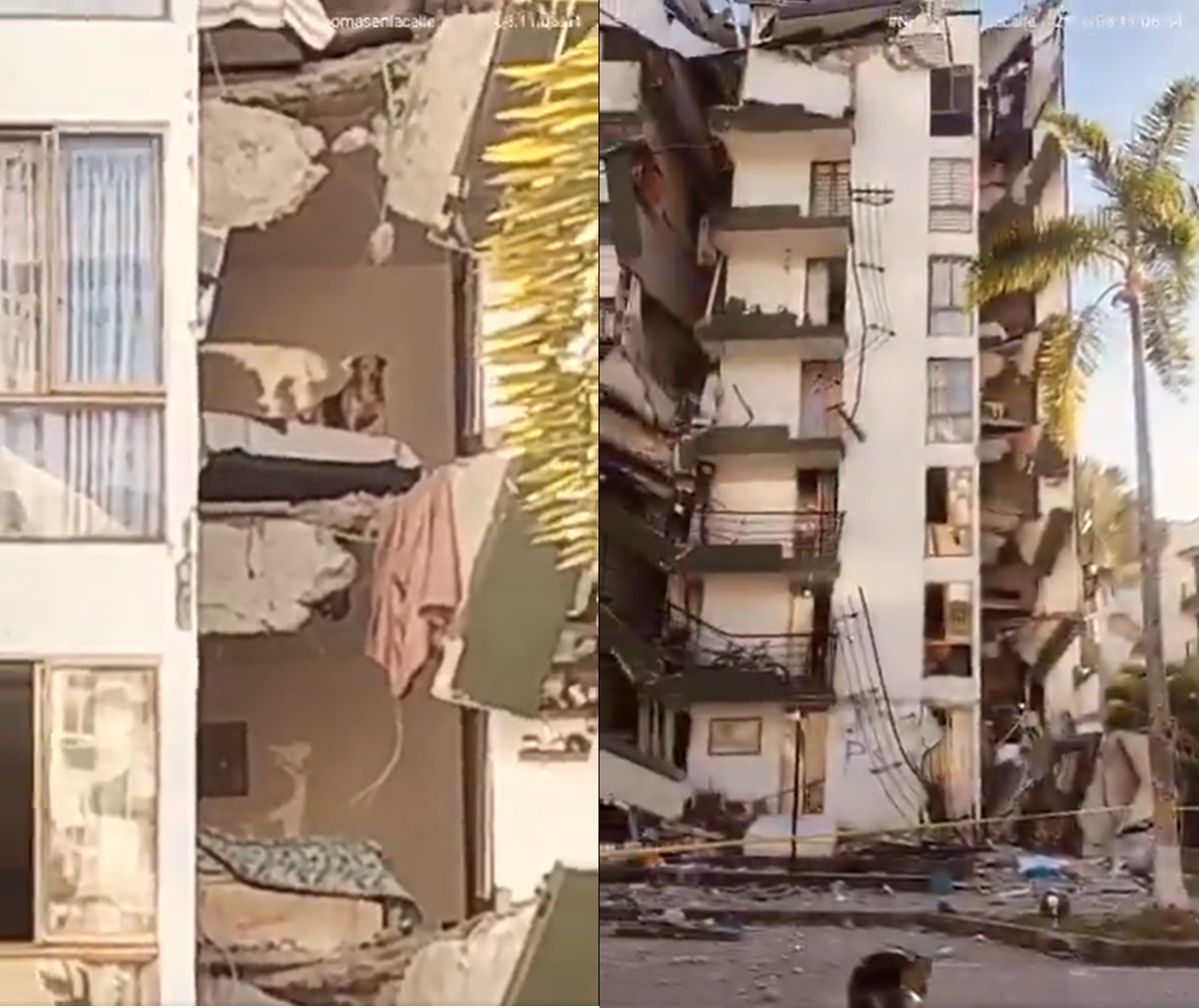 VÍDEO mostra cachorro preso em apartamento após prédio ser destruído por terremoto na Colômbia