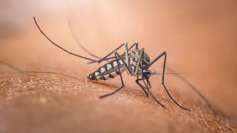 Por que existe o Dia Mundial do Mosquito — e o que isso tem a ver com o Nobel