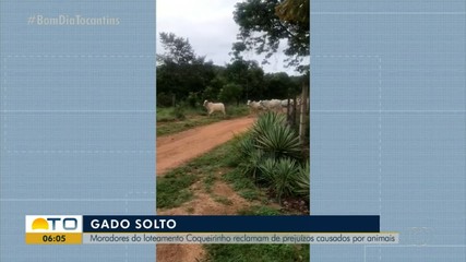 Moradores de loteamento em Palmas reclamam de prejuízos causados por gado solto
