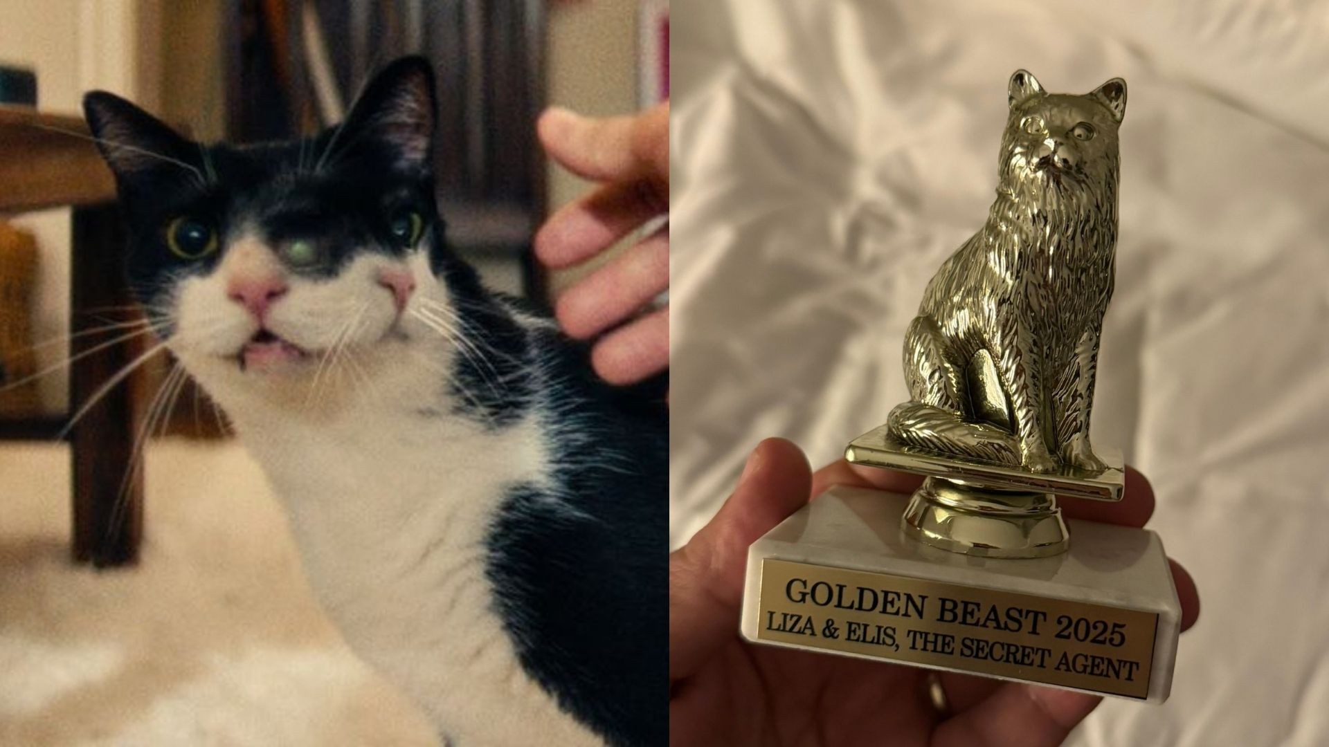Gata do filme ‘O Agente Secreto’ ganha prêmio ‘Golden Beast’ nos EUA