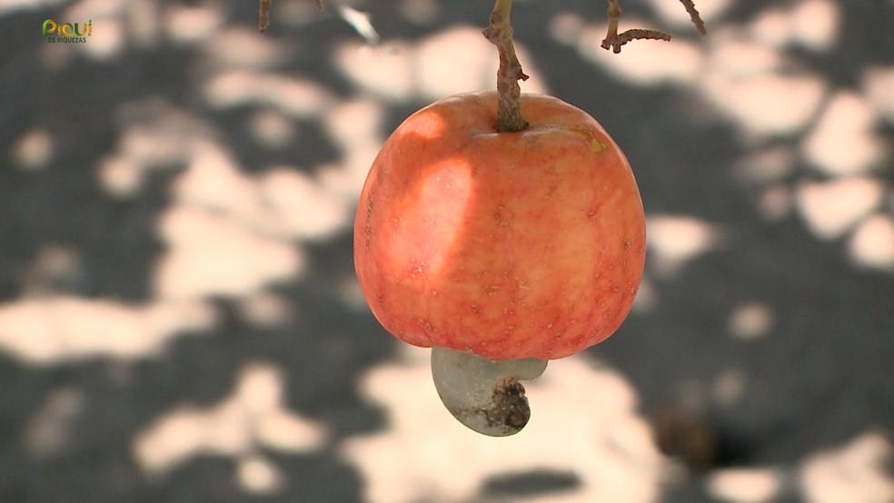 Piauí possui a 2ª maior área plantada de caju do país; aumento na safra da fruta deve ser de 30% neste ano — Foto: Reprodução/TV Clube