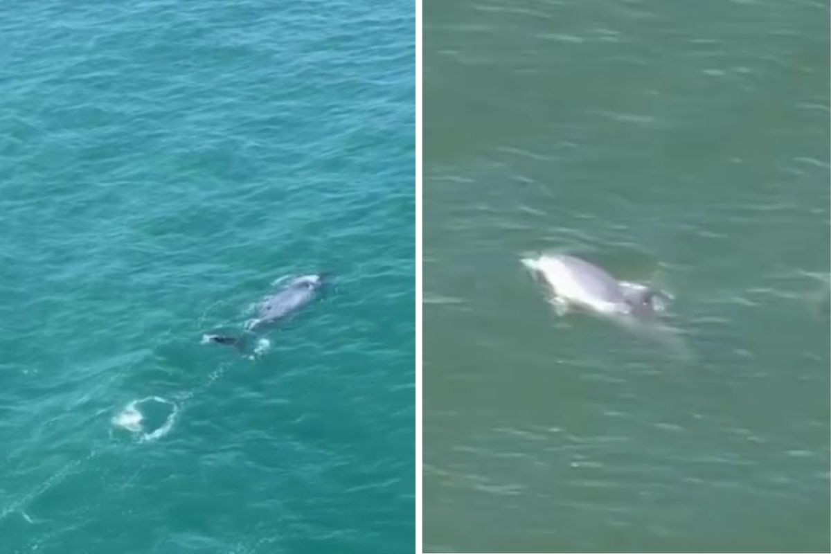 Baleia jubarte, golfinhos e toninhas são avistados por pesquisadores da UFPR em sobrevoo no litoral do Paraná