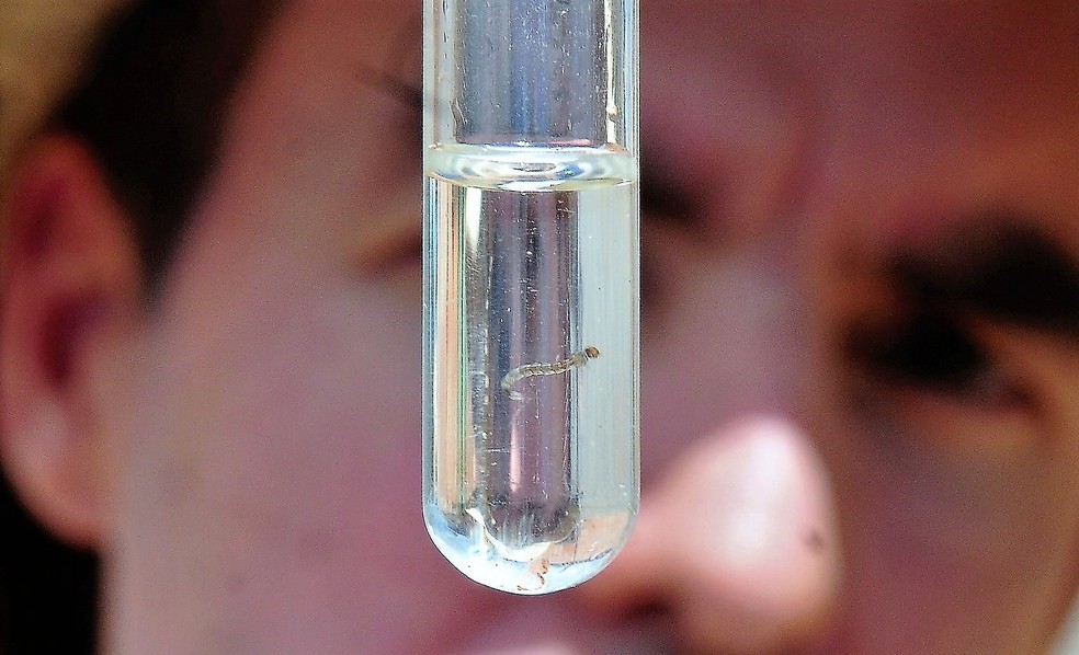 Número de mortes por dengue em 2019 é o maior da história do DF | G1