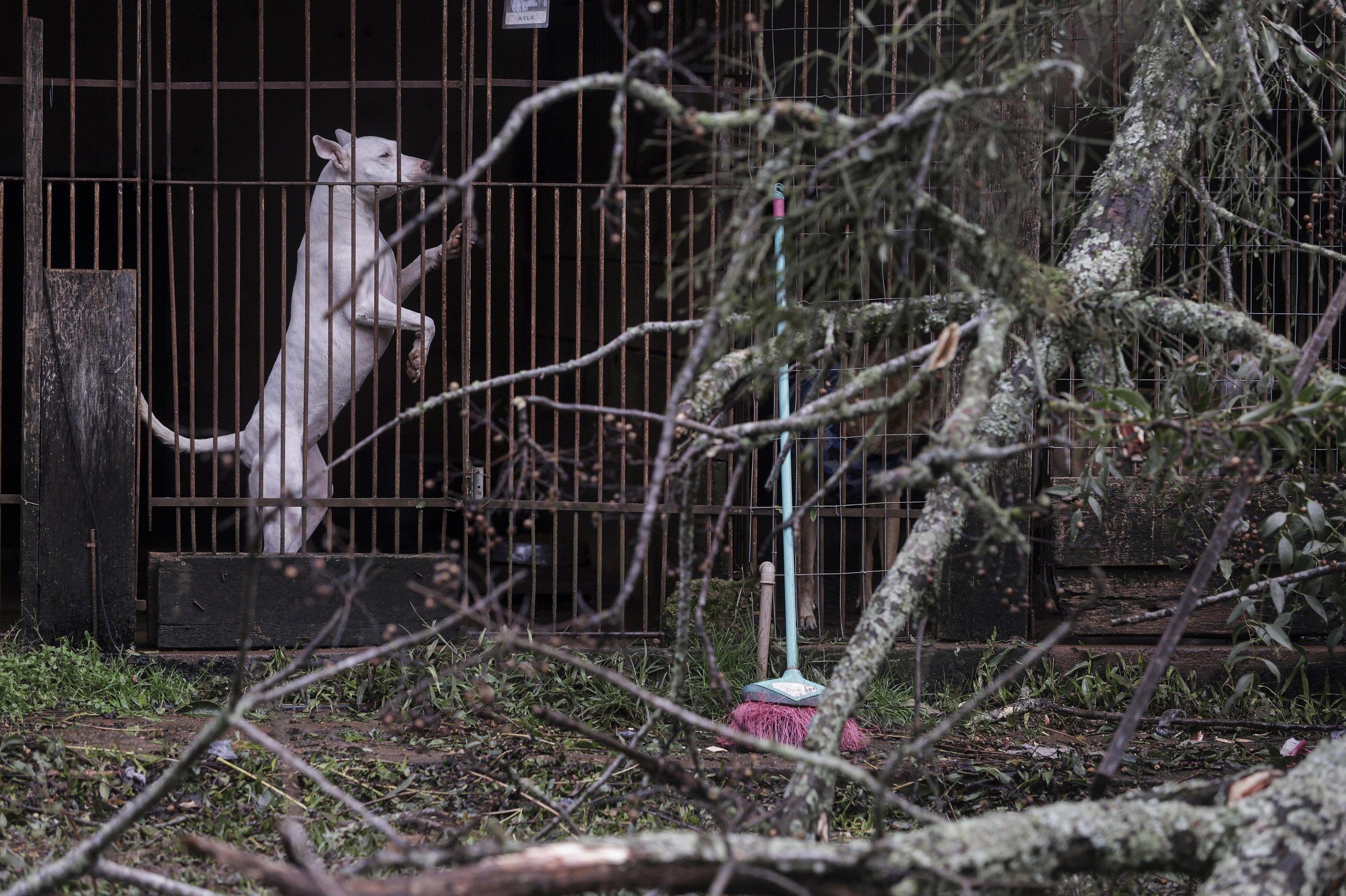 Santuário com 300 animais resgatados é destruído por temporal um ano após incêndio no RS