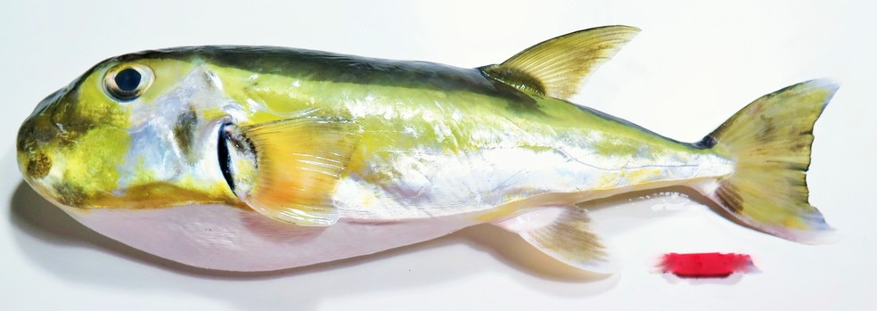 Peixe da espécie baiacu-arara (Lagocephalus laevigatus)  — Foto:  Foto: João Luiz Gasparini