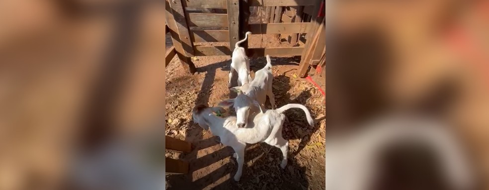 Três bezerros que nasceram em uma propriedade rural em Guararapes (SP) — Foto: Arquivo pessoal