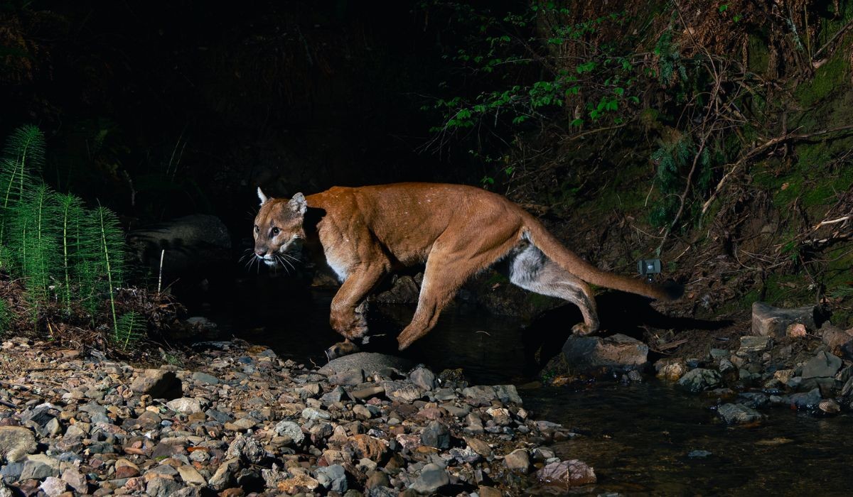 Onça-parda é filmada caminhando por campus da Unesp no interior de SP; veja o vídeo