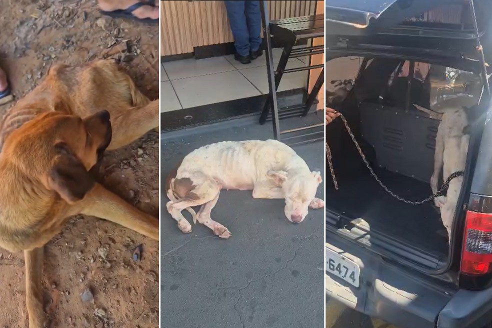 Agente policial atua contra os maus-tratos a animais em Pirapozinho (SP) e região — Foto: Andrews Markus/Arquivo pessoal