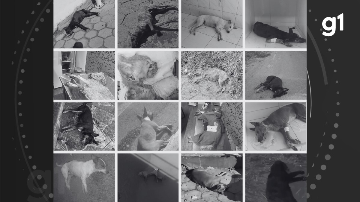 Polícia Civil abre inquérito para investigar morte de mais de 50 cães e gatos em Salinas