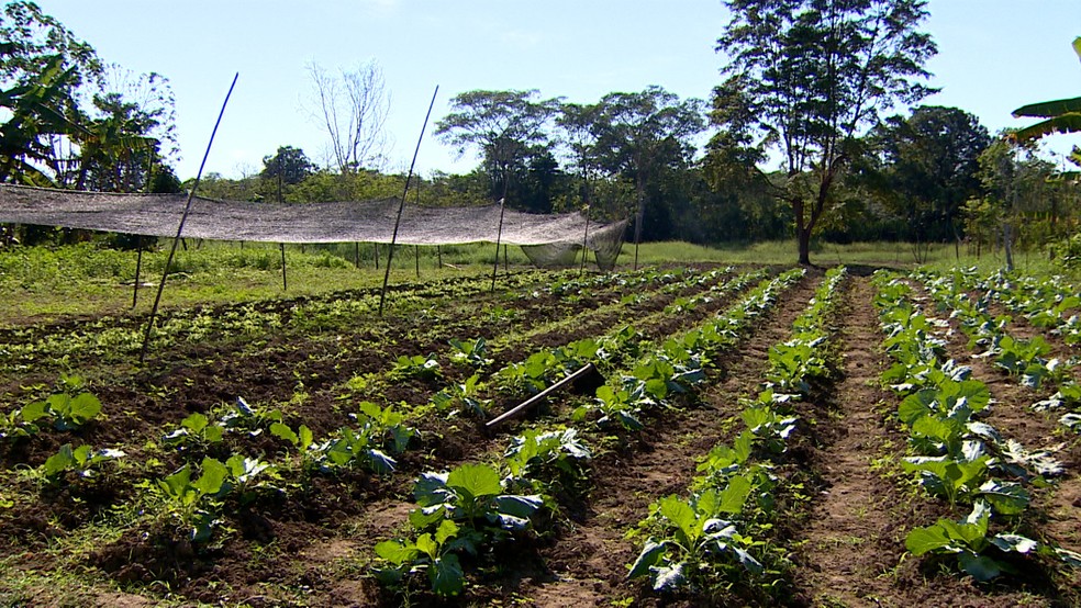 Rios no Amazonas iniciam processo de vazante e agricultores retomam cultivos para recuperar prejuízos. — Foto: Reprodução/Rede Amazônica