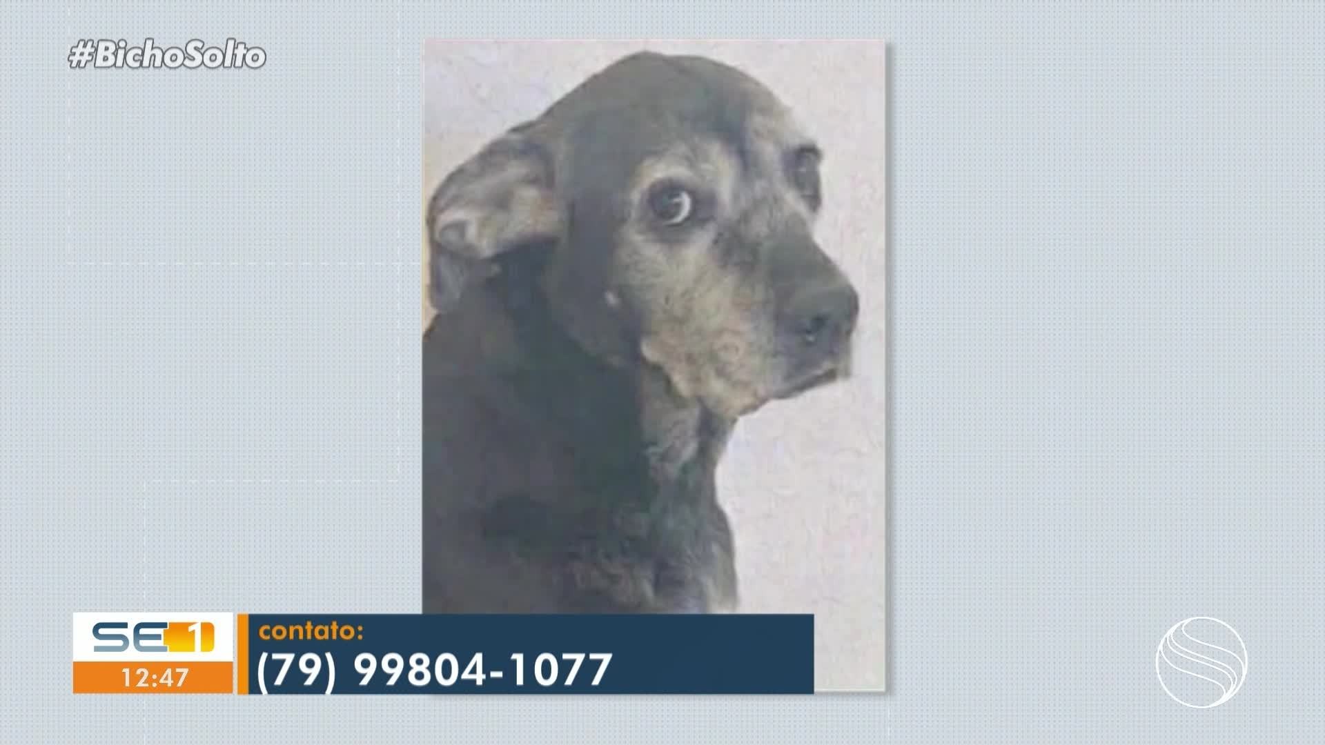 Bicho Solto: ajude a encontrar animais de estimação desaparecidos em Sergipe