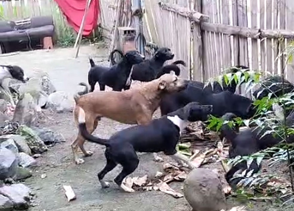 Cachorros resgatados em SE — Foto: SSP/SE