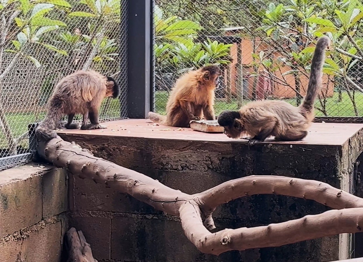 Dieta controlada e medicamento homeopático: saiba como foi tratamento de macaca com diabetes