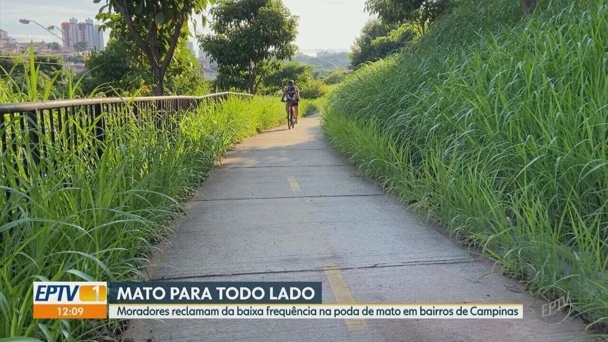 Por que os pedidos de poda a mato alto aumentaram em um ano em Campinas 