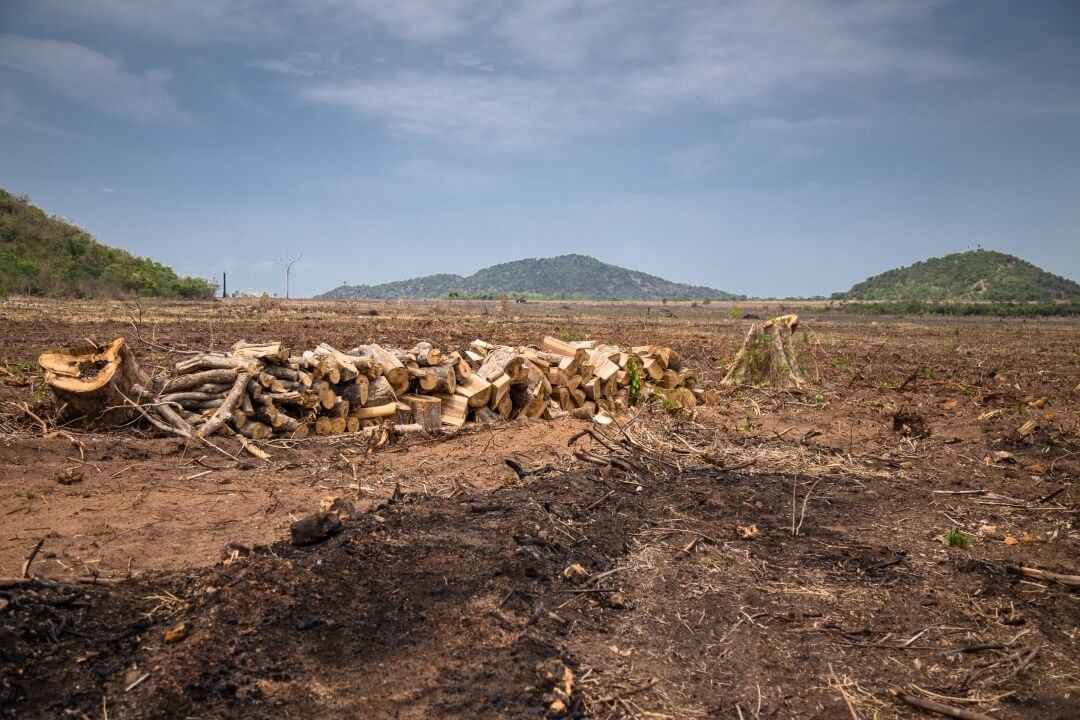 Desmatamento no Cerrado maranhense j emitiu mais de 35 milhes de toneladas de CO2 desde 2023, aponta Ipam