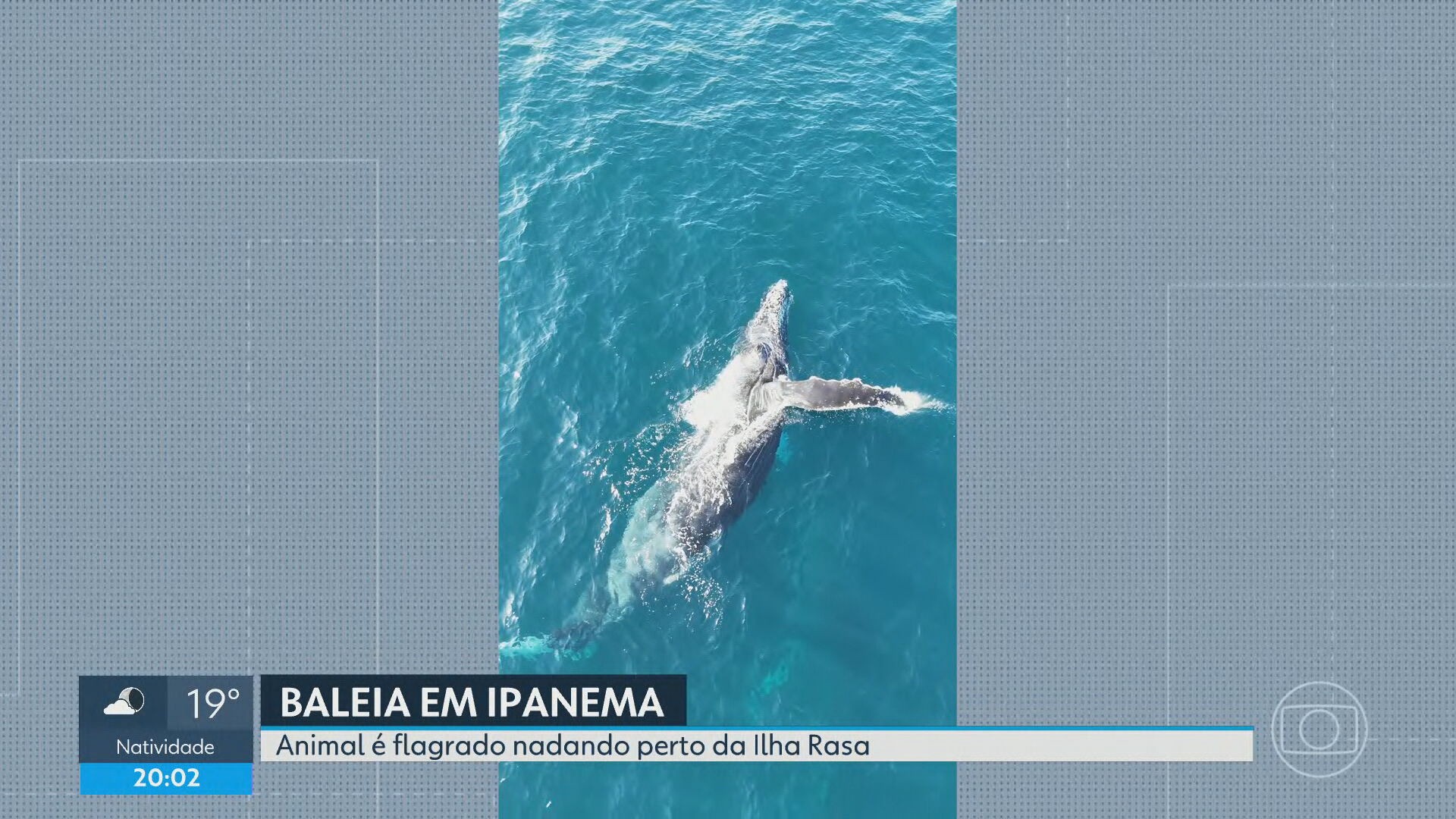Baleia-jubarte é flagrada no mar de Ipanema no início da temporada de migração